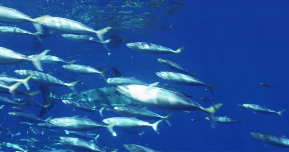 A great white shark swimming among schools of fish in the ocean