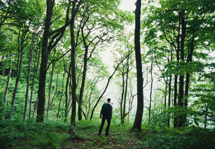Man with his back in the middle of a forest in daylight