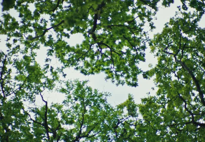 Upward view of tree branches and leaves against a cloudy sky