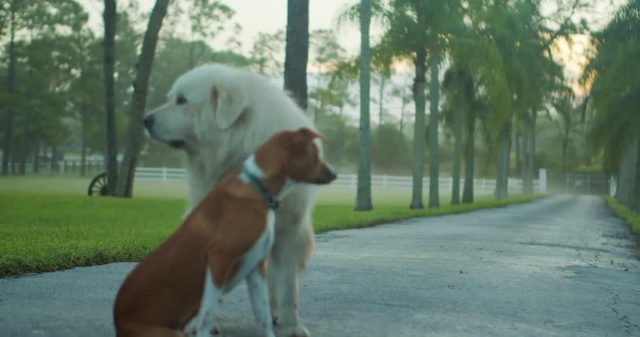 Two dogs stand together in the park