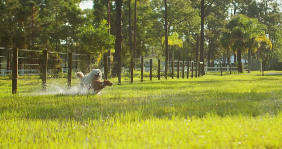 Pair of playful dogs running around and playing in the wet grass in the backyard on a sunny day