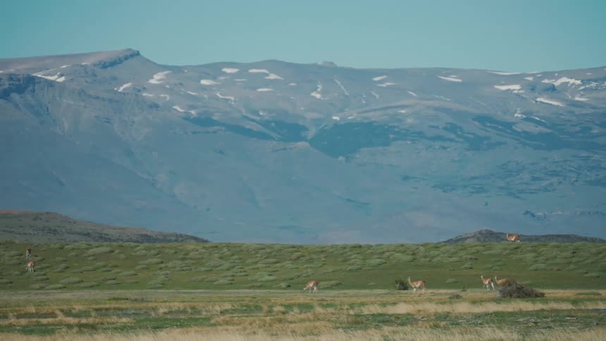 A group of fourlegged animals walking on a grassy hill behind a huge mountain