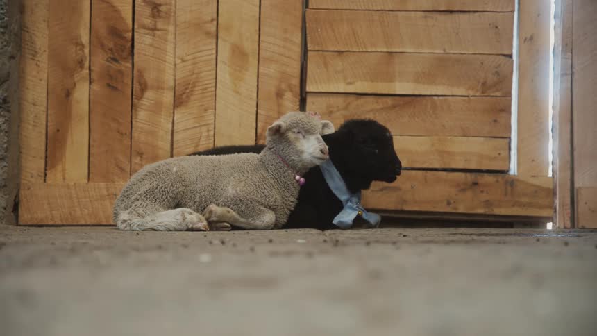 Two sheep on the ground one of them sleeping and the other chewing something with its mouth