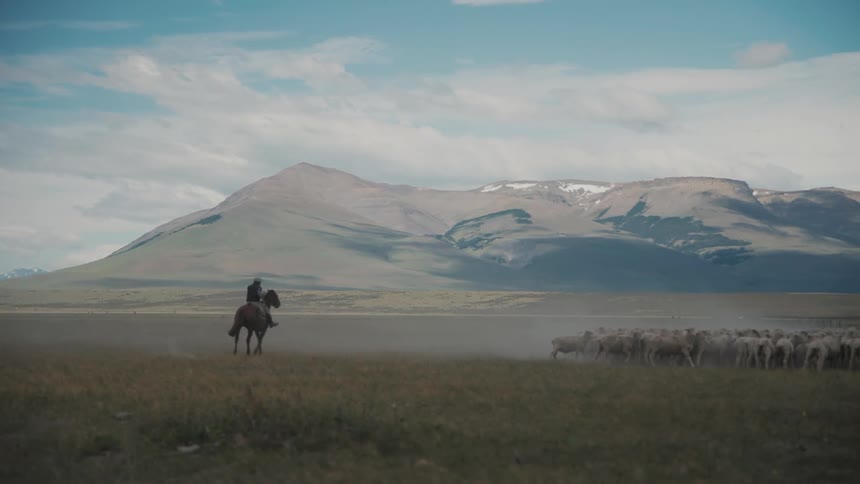 A man on horseback herds the sheep