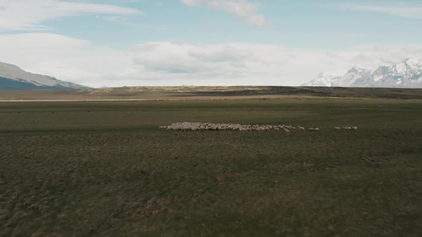 Aerial view of a cowboy and a shepherd dog following a herd of sheep