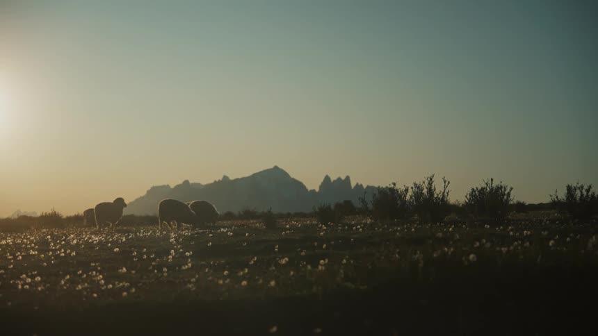 Sheep walking in a pasture with mountain ranges on the horizon and a morning sky