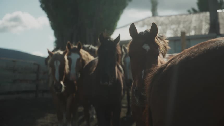 Horses on a corral gets their manes blown by the wind
