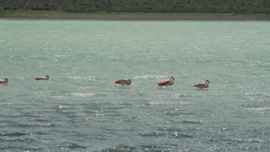 Group of flamingos walking through an agitated lake at nature under a bright sun