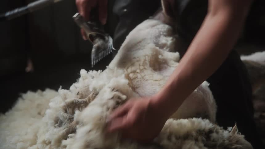 A person shaving a sheeps hair
