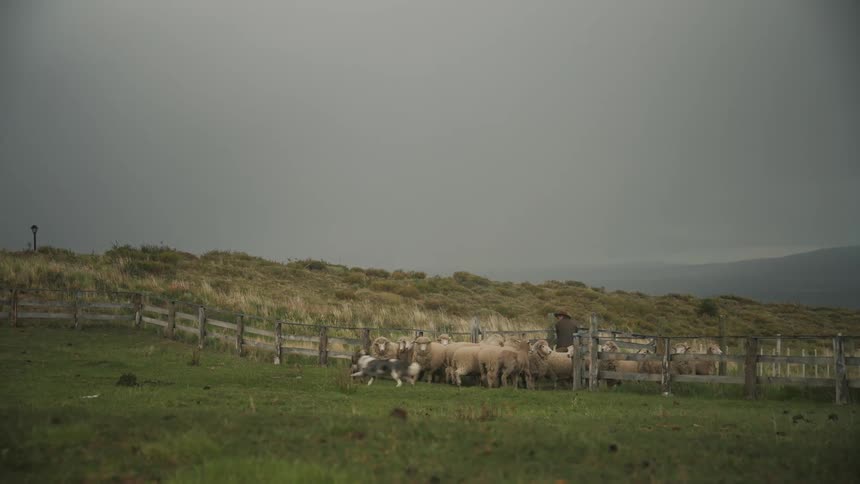 Dogs helping sheep to enter a pen on a farm on a cloudy day