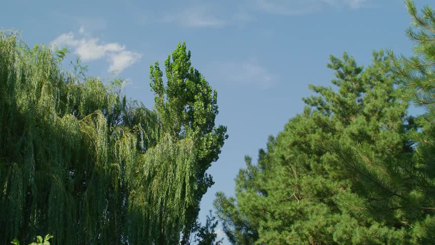 A clip of tree branches blown left to right by the wind