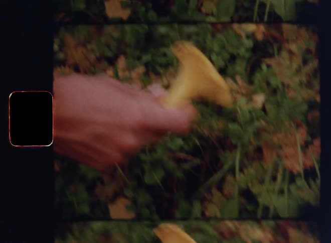 Hands of a young autarkic male person or self-supporter picking a yellow chanterelle mushroom growing on the ground among green grass and leaves in a garden or forest to harvest wild organic food