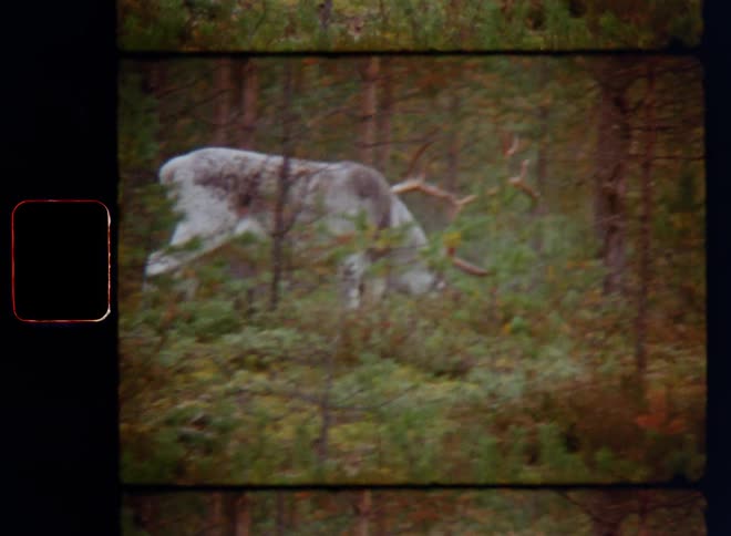 A majestic and stunning white and gray reindeer or caribou stack with large antlers grazes while walking through forest in an undisturbed ecosystem with flourishing wildlife back in the days on Super 8mm film