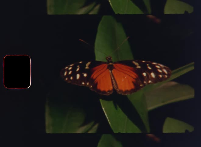 An orange butterfly with spread open black and white wings is sitting or resting on a green leaf as it catches the warmth of the last evening sun as symbol for the beauty of Mother Nature and great biodiversity in a healthy ecosystem