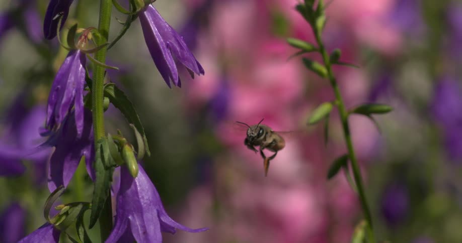 A bee flies off a purple flower