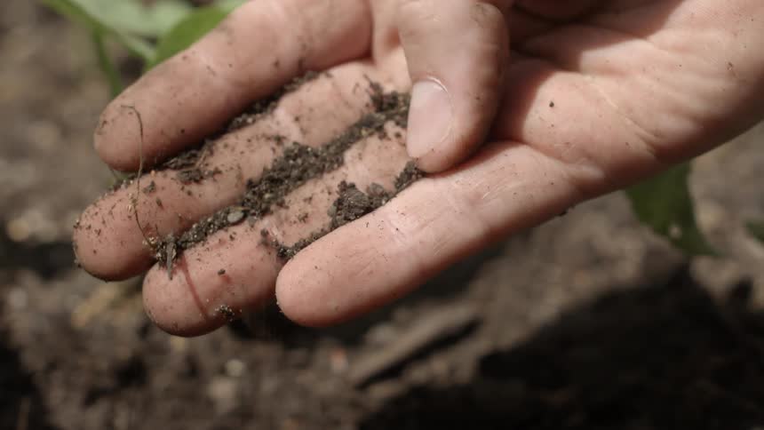 A person picks up grass on their hand