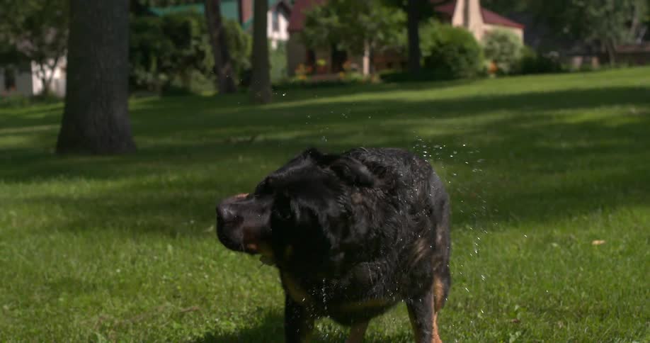 Dog shakes off water in slow motion