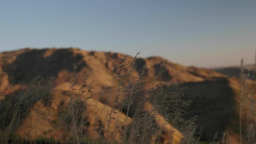 Wind blows some tall grass on a hill covered area
