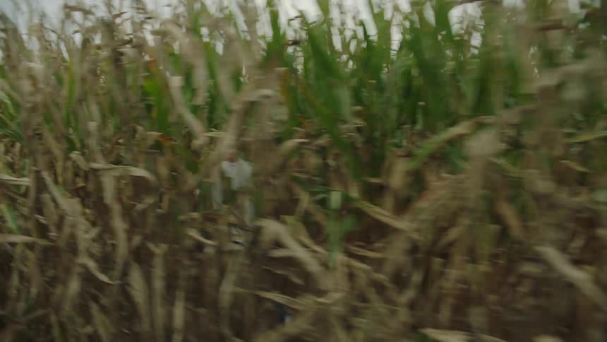 A child is racing through the crops