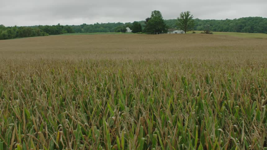 The landscape of a vast field of wheat where golden stalks