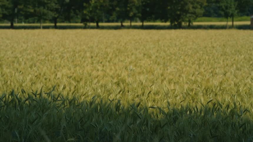 Person travels under trees between wheat fields