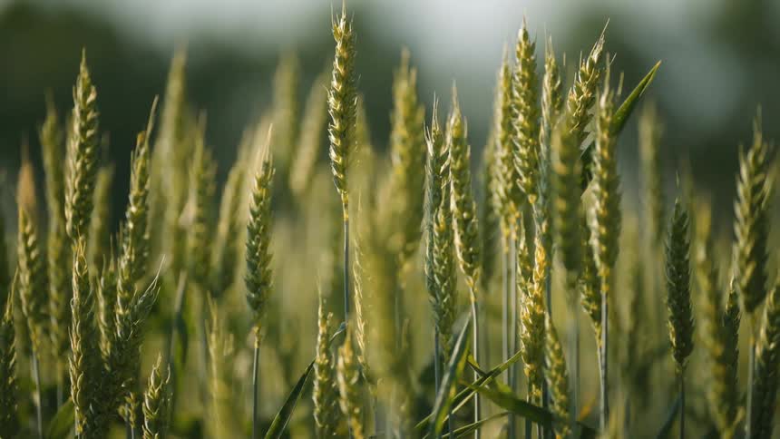 Closeup of a wheat field in daylight