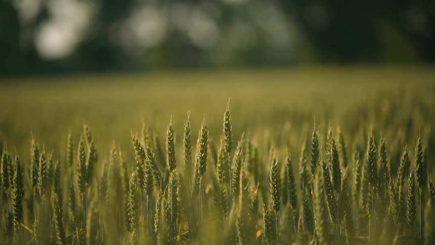 Closeup of a still green wheat field