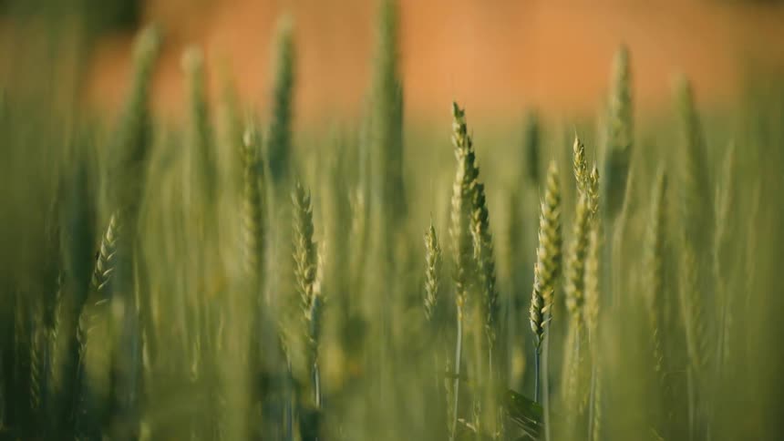 Closeup of a wheat field still green