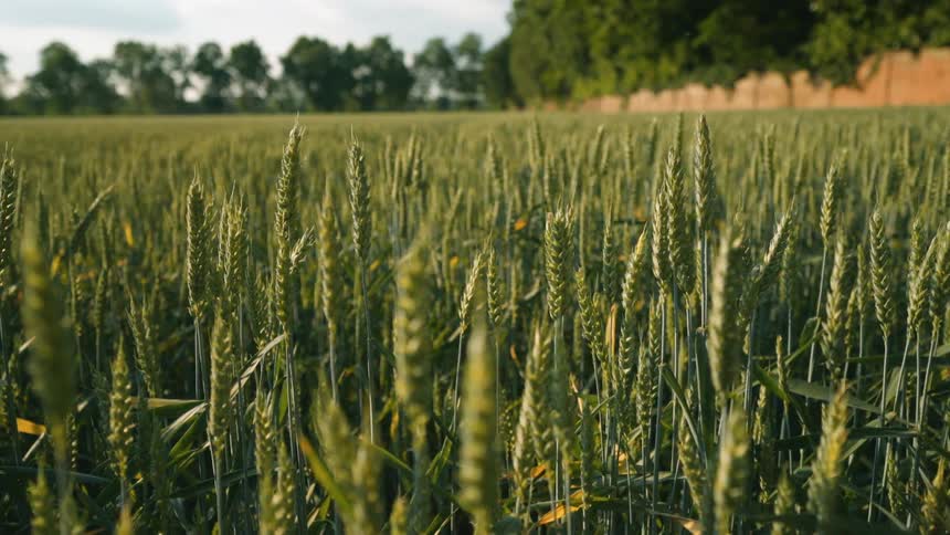 Closeup of wheat fields in daylight
