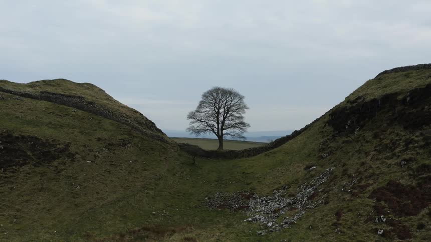 A tree in the middle of two grassy hills