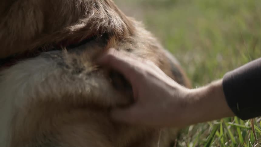 A person is petting their dog on a sunny day