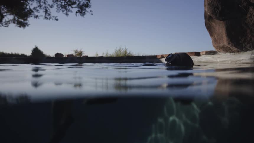 A swimmer is floating at the surface of the water