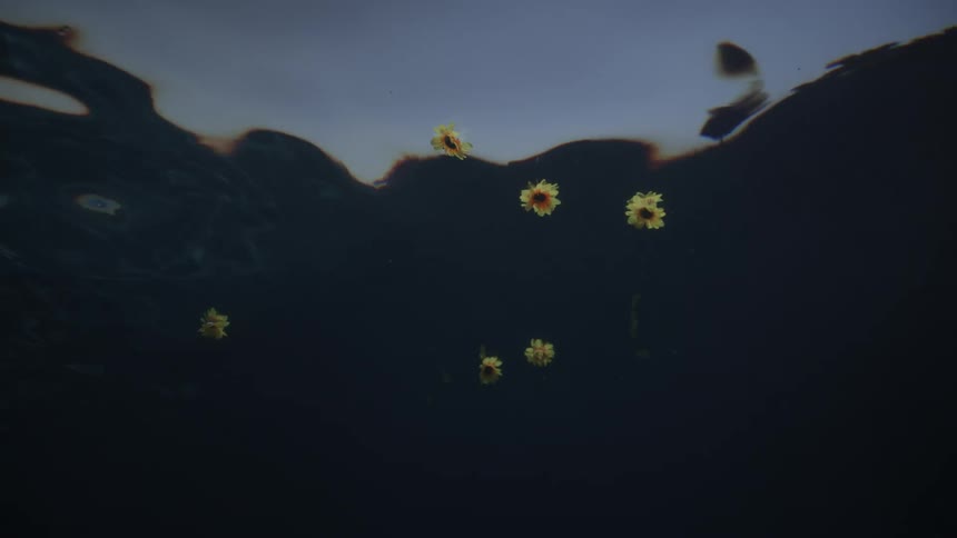 Sun flowers floating in a pool in an underwater view