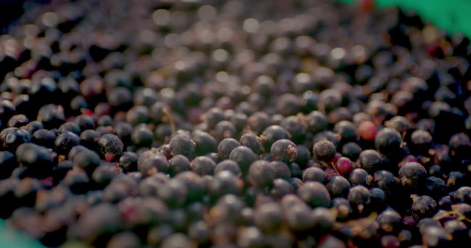 A person touches berries with his hand