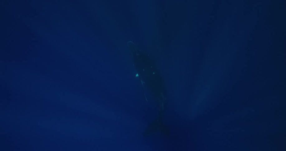 A whale swimming at the bottom of the dark ocean