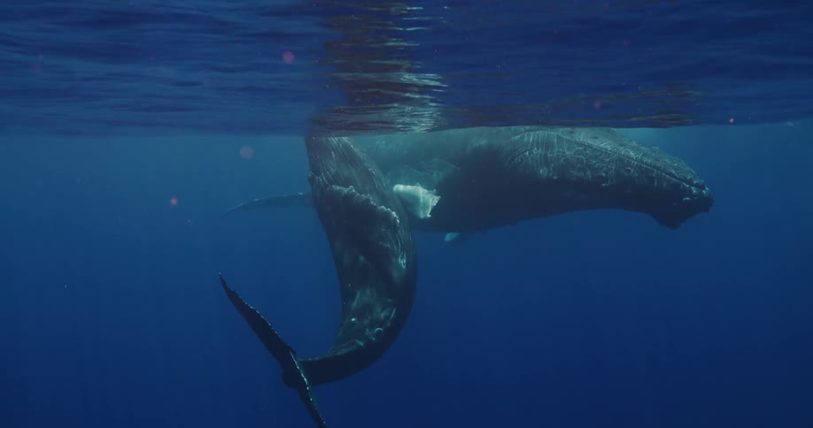 A large whale floats beneath the surface while another swims nearby