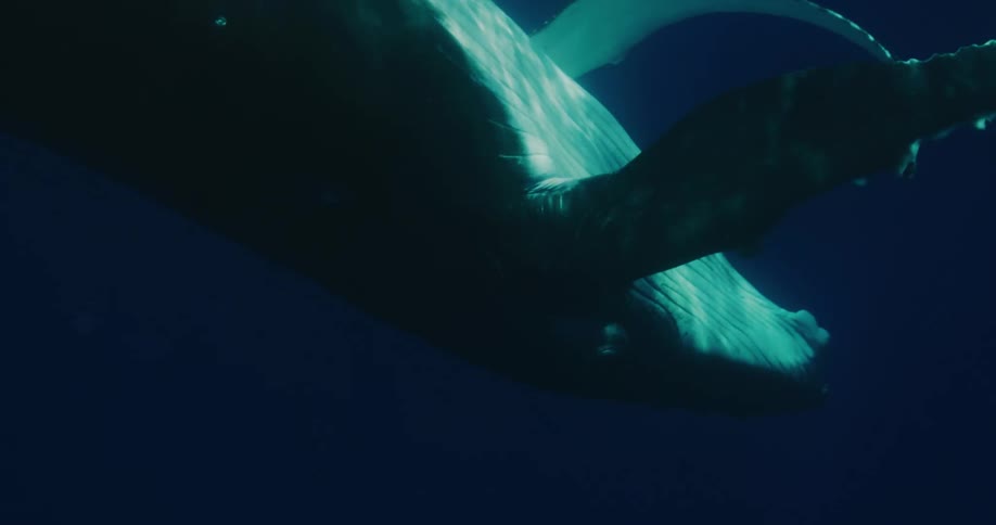 A big fish with markings on its body swimming underwater