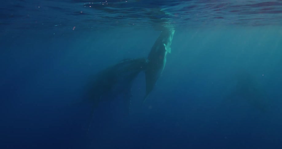 A whale is swimming near the surface of the water