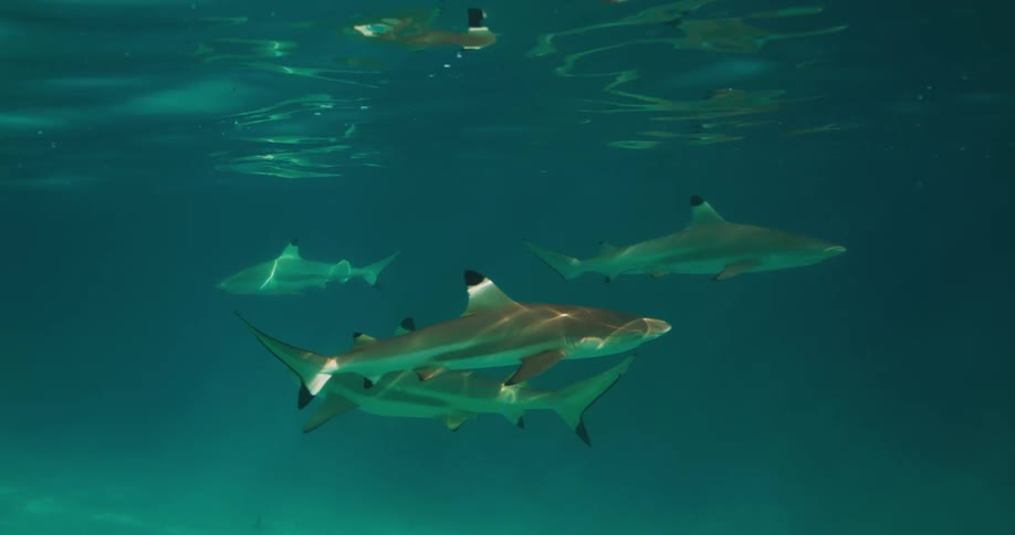 A school of sharks swims through the clear blue water with the surface reflecting light patterns above them