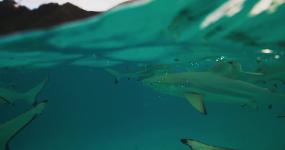 View of sharks in the sea amidst a natural environment with the sunrise on the coast