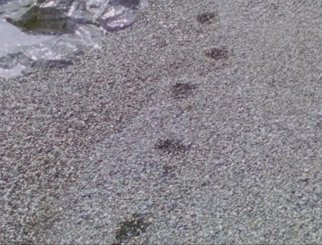Footprints are on the ground by the stream