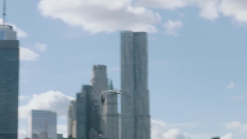 A seagull frying over a city river