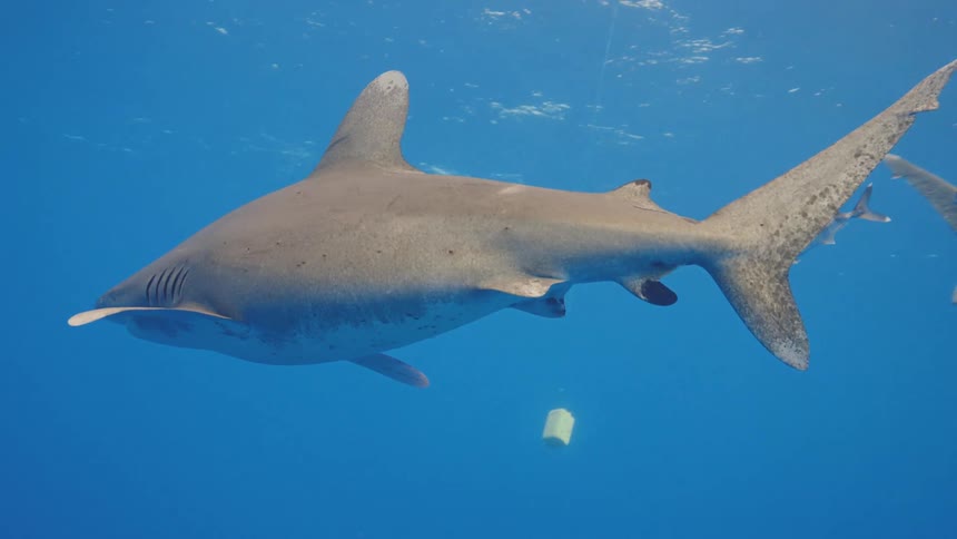 A shark and two striped fish swim underwater