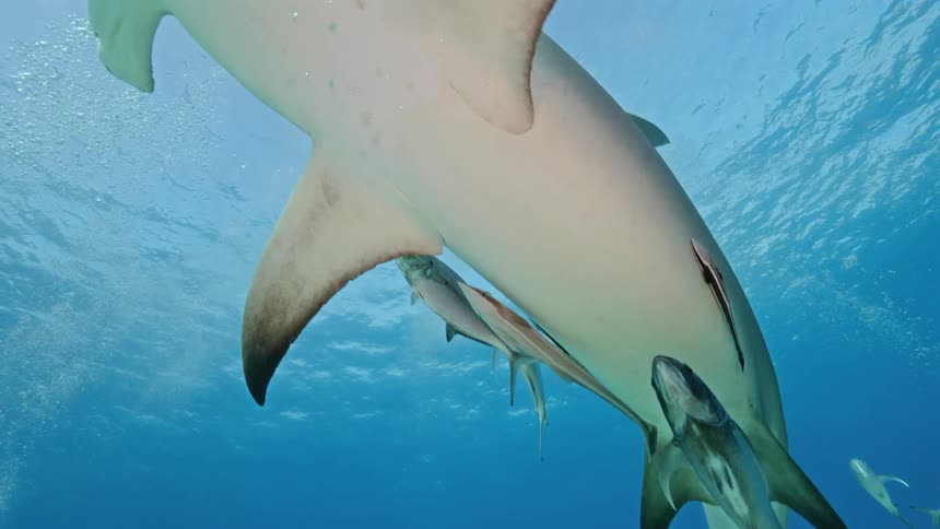 A great hammerhead shark and a school of fish swim together in the ocean water