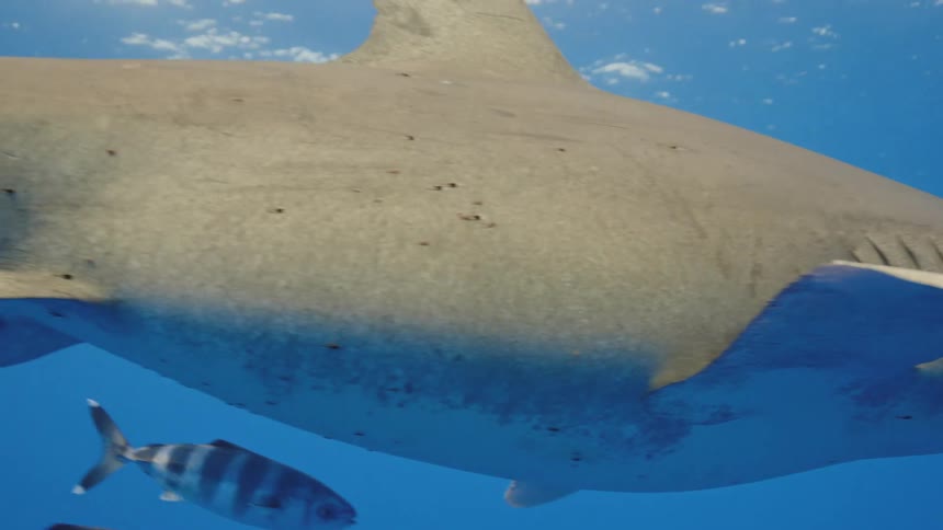 Shark swimming in the ocean with fish just below it