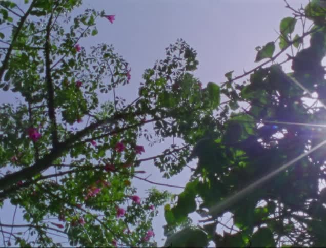 Pink flowers blooming during spring