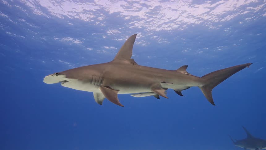 A hammerhead shark floats across the seabed