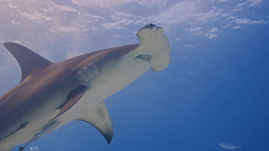 A hammerhead shark swims underwater in the ocean on a sunny day