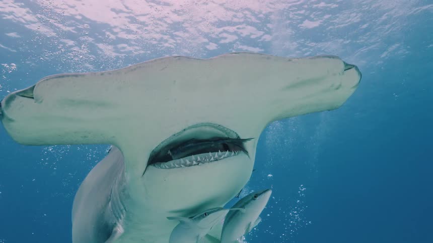 Deep sea diver feeds hammerhead shark a fish as it swims with a school of fish following it