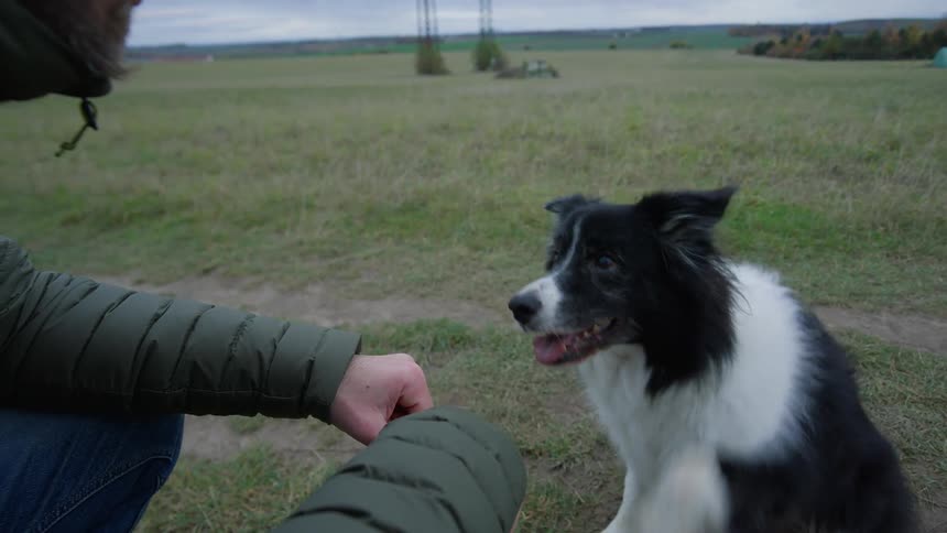 Dog giving its paw to its owner who is in front of it